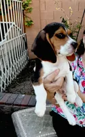 Woodstock Beagle, a male Beagle for sale in Yuma, AZ – Photo 3 of 6
