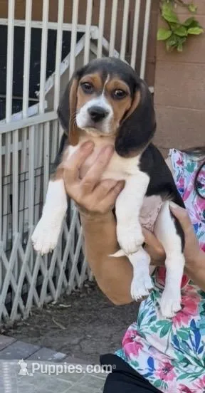Woodstock Beagle – Beagle puppy for sale in Yuma, AZ