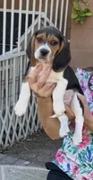 Woodstock Beagle, a male Beagle for sale in Yuma, AZ – Photo 1 of 6