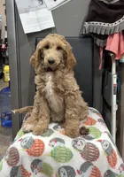 Luna, a female Goldendoodle for sale in Columbus, NE – Photo 2 of 3