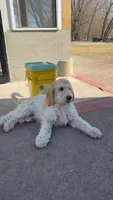 Lucas , a male Goldendoodle for sale in Columbus, NE – Photo 3 of 5