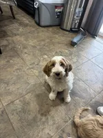 Milo, a male Goldendoodle for sale in Columbus, NE – Photo 5 of 6