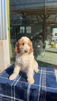 Milo, a male Goldendoodle for sale in Columbus, NE – Photo 1 of 6
