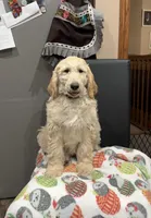 Oliver, a male Goldendoodle for sale in Columbus, NE – Photo 3 of 5