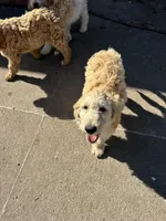 Oliver, a male Goldendoodle for sale in Columbus, NE – Photo 5 of 5