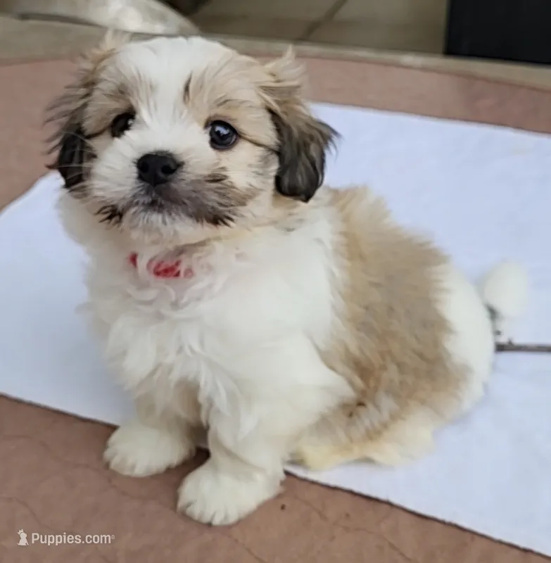 Chip – Mal Shi puppy for sale in Richmond, MO