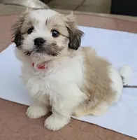 Chip, a male Mal Shi for sale in Richmond, MO – 1 of 1