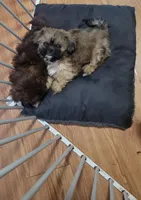 Baby shihtzu , a female Shih Tzu for sale in Silver Springs, FL – Photo 3 of 6