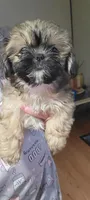 Baby shihtzu , a female Shih Tzu for sale in Silver Springs, FL – Photo 4 of 6