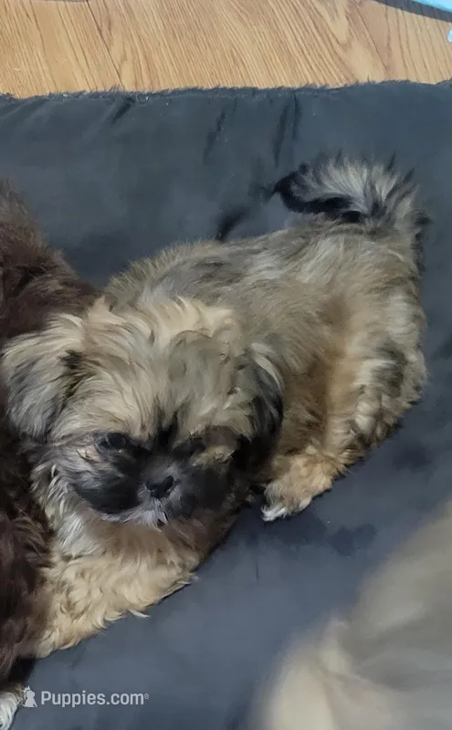 Baby shihtzu  – Shih Tzu puppy for sale in Silver Springs, FL