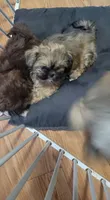Baby shihtzu , a female Shih Tzu for sale in Silver Springs, FL – Photo 5 of 6