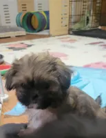 Baby shihtzu , a female Shih Tzu for sale in Silver Springs, FL – Photo 2 of 6