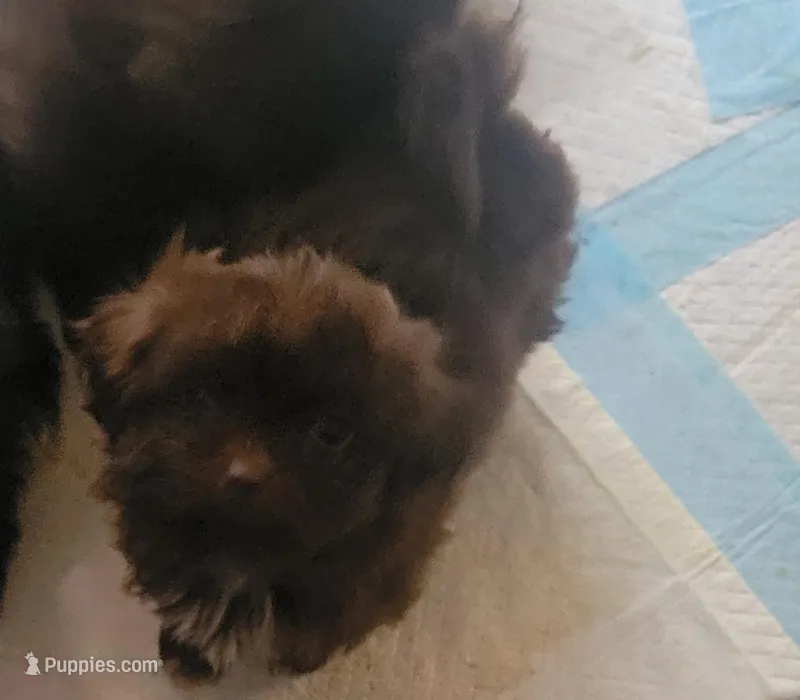 Nena – Shih Tzu puppy for sale in Silver Springs, FL