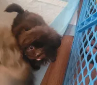 Nena, a female Shih Tzu for sale in Silver Springs, FL – Photo 3 of 10