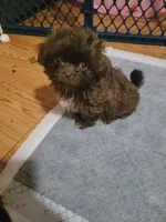 Nena, a female Shih Tzu for sale in Silver Springs, FL – Photo 10 of 10