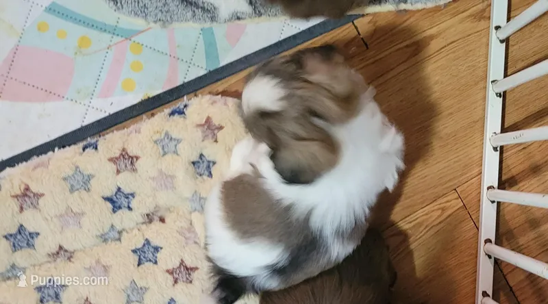 Beauty baby – Shih Tzu puppy for sale in Silver Springs, FL