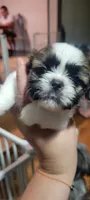 Beauty baby, a female Shih Tzu for sale in Silver Springs, FL – Photo 8 of 9