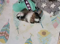 Beauty baby, a female Shih Tzu for sale in Silver Springs, FL – Photo 3 of 9