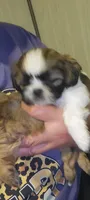 Beauty baby, a female Shih Tzu for sale in Silver Springs, FL – Photo 2 of 9