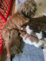 Beauty baby, a female Shih Tzu for sale in Silver Springs, FL – Photo 9 of 9