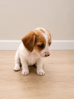 Love, a female Dachshund and Yorkshire Terrier for sale in Elizabethtown, NC – 1 of 3