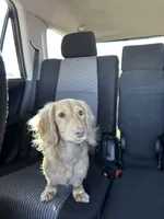 Pip , a male Miniature Dachshund for sale in Johnstown, CO – Photo 3 of 4