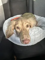 Pip , a male Miniature Dachshund for sale in Johnstown, CO – Photo 2 of 4