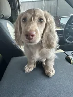 Pip , a male Miniature Dachshund for sale in Johnstown, CO – Photo 4 of 4