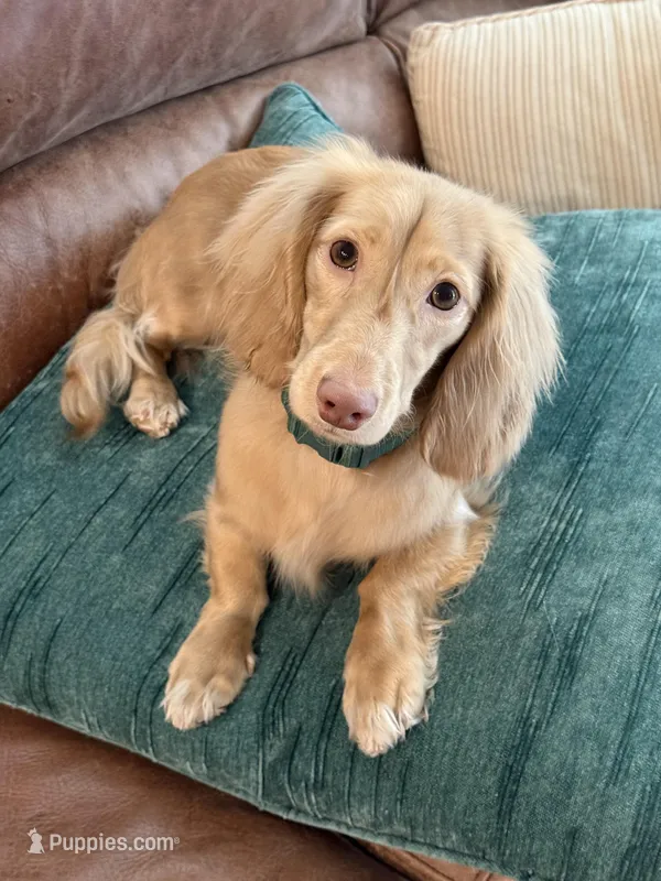 Pip  – Miniature Dachshund puppy for sale in Johnstown, CO