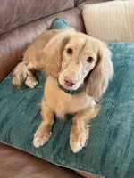 Pip , a male Miniature Dachshund for sale in Johnstown, CO – Photo 1 of 4