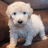 Mini Ranger, a male Miniature Goldendoodle for sale in Corsica, SD – Photo 1 of 3