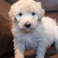 Mini Ranger, a male Miniature Goldendoodle for sale in Corsica, SD – Photo 3 of 3