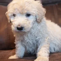 Mini Ranger, a male Miniature Goldendoodle for sale in Corsica, SD – Photo 2 of 3