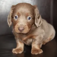 Ray, a male Miniature Dachshund for sale in Corsica, SD – Photo 1 of 2