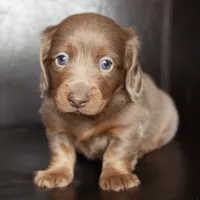 Ray, a male Miniature Dachshund for sale in Corsica, SD – Photo 2 of 2