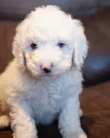 Mini Owen, a male Miniature Goldendoodle for sale in Corsica, SD – Photo 1 of 3