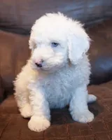 Mini Owen, a male Miniature Goldendoodle for sale in Corsica, SD – Photo 2 of 3