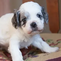 Briggs, a male Cavapoo for sale in Corsica, SD – Photo 1 of 2