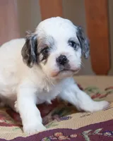 Briggs, a male Cavapoo for sale in Corsica, SD – Photo 1 of 2