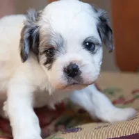 Briggs, a male Cavapoo for sale in Corsica, SD – Photo 2 of 2