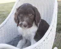Carter, a male Springer Doodle for sale in Corsica, SD – Photo 2 of 3