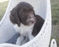 Carter, a male Springer Doodle for sale in Corsica, SD – Photo 3 of 3