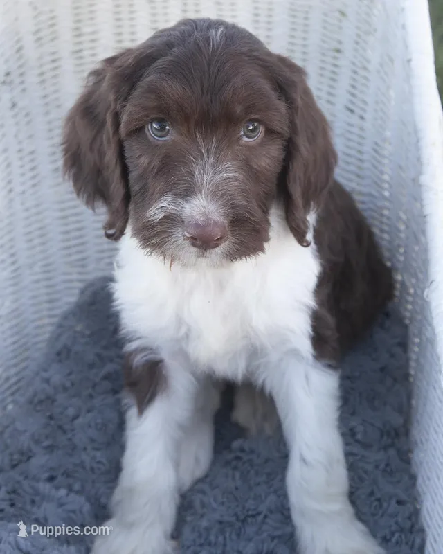 Carter, a male Springer Doodle for sale in Corsica, SD – Photo 1 of 3