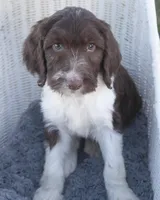 Carter, a male Springer Doodle for sale in Corsica, SD – Photo 1 of 3