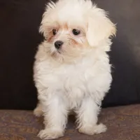 Sweetie, a female Maltese for sale in Corsica, SD – Photo 2 of 2