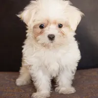 Sweetie, a female Maltese for sale in Corsica, SD – Photo 1 of 2