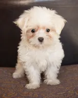 processed/b1a1de9c-a65d-42d9-b57f-714860c63556/listing/77b710e8-ce65-498b-98d1-c137dc6e0aee/b02f99a2-08ef-4990-85f3-60126d58a6e2