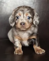 Betty, a female Miniature Dachshund for sale in Corsica, SD – Photo 1 of 3