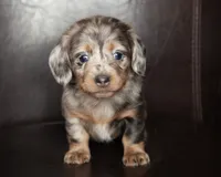 Betty, a female Miniature Dachshund for sale in Corsica, SD – Photo 3 of 3