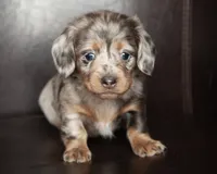 Betty, a female Miniature Dachshund for sale in Corsica, SD – Photo 2 of 3